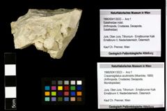 Foto (Objekt + Etiketten) von Cracensigillatus acutirostris (Moericke, 1889) 